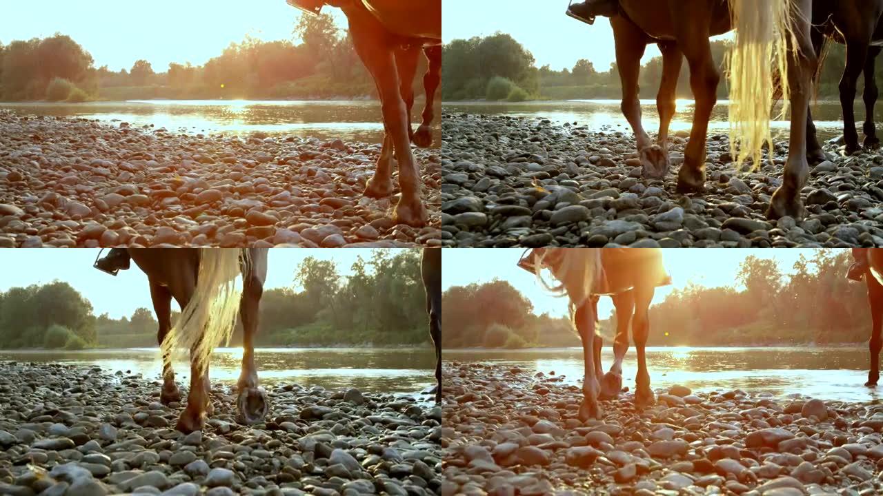 特写: 两名骑手在日出时沿着河骑着深棕色和帕洛米诺马