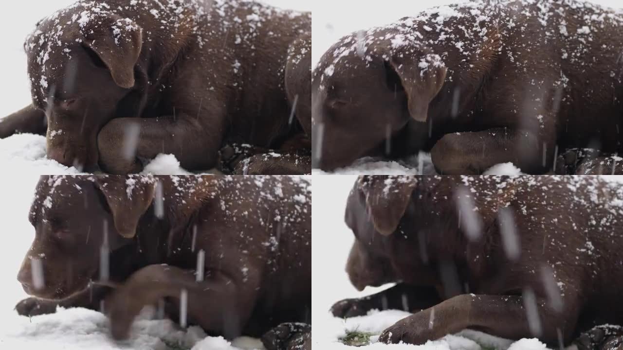 SLO MO狗在寒冷的冬天在外面吃雪