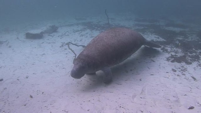 海牛热带鱼群海洋大海野生动物