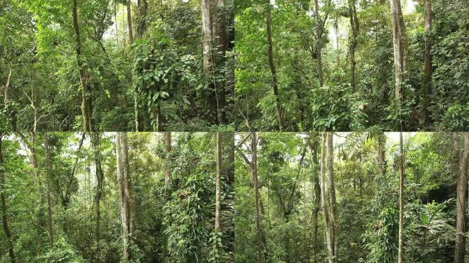 丛林遮篷HD