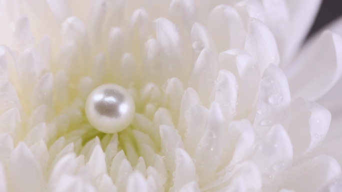 花朵里的珍珠