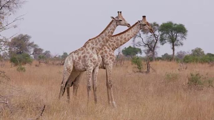 两只长颈鹿在非洲丛林草原上争夺统治权，博茨瓦纳