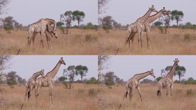 两只长颈鹿在非洲丛林草原上争夺统治权，博茨瓦纳