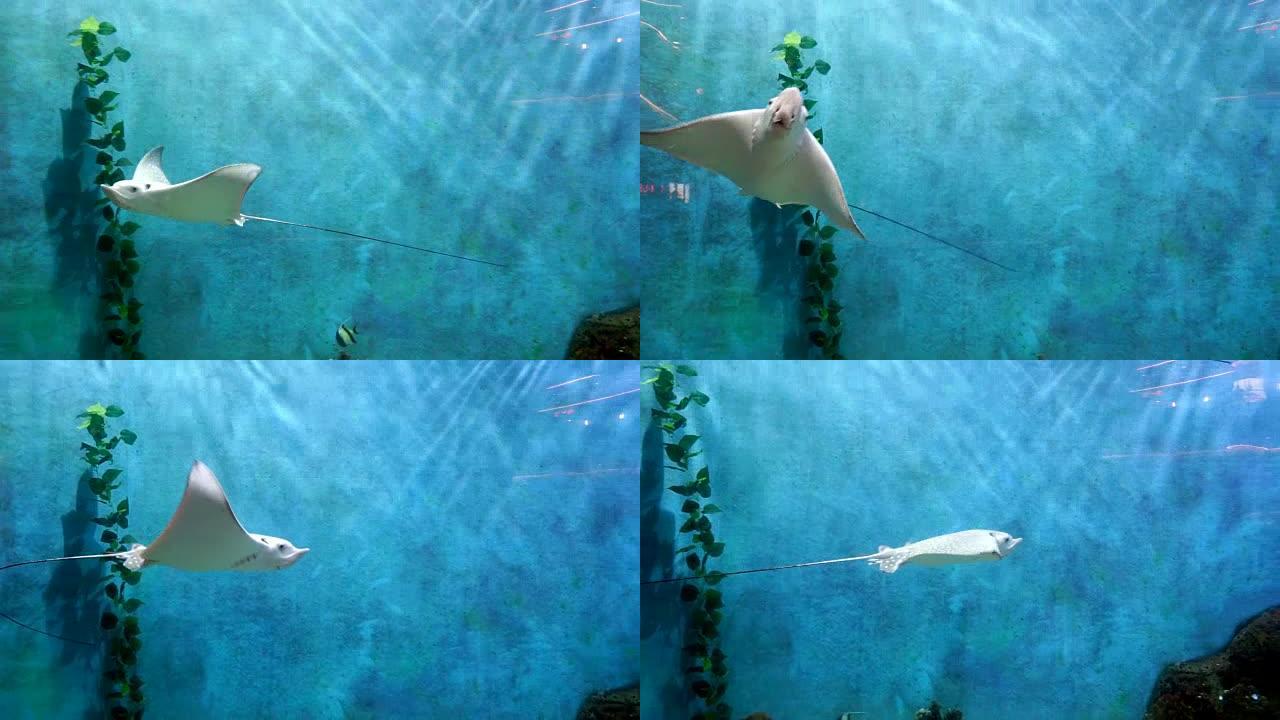 海鱼在海水中自由游泳