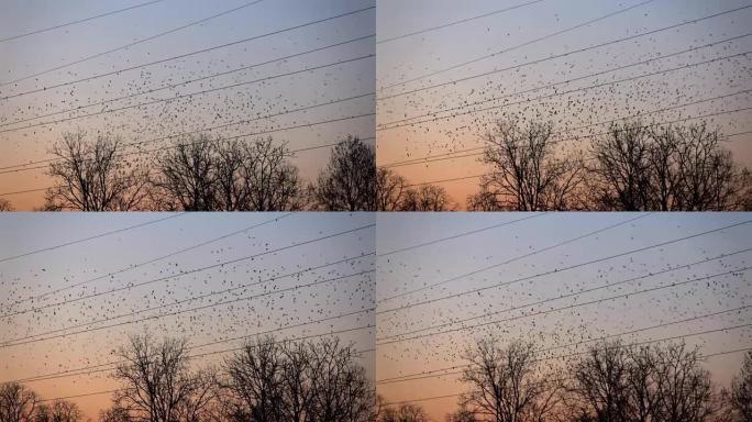 慢动作: 惊人的大群许多黑鸟在日落的天空中飞翔