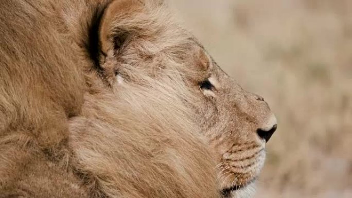 博茨瓦纳雄狮四处张望的紧身肖像