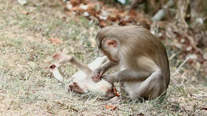 猴子野生猴子动物世界生物多样性