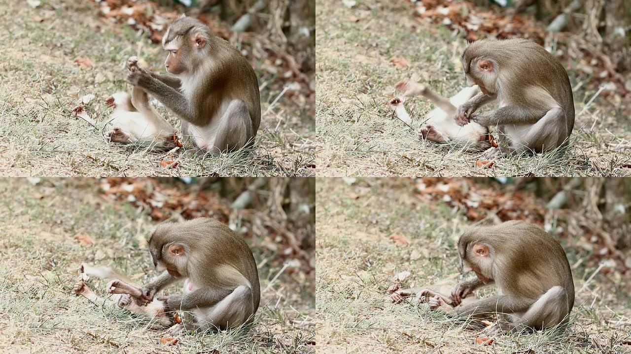 猴子野生猴子动物世界生物多样性