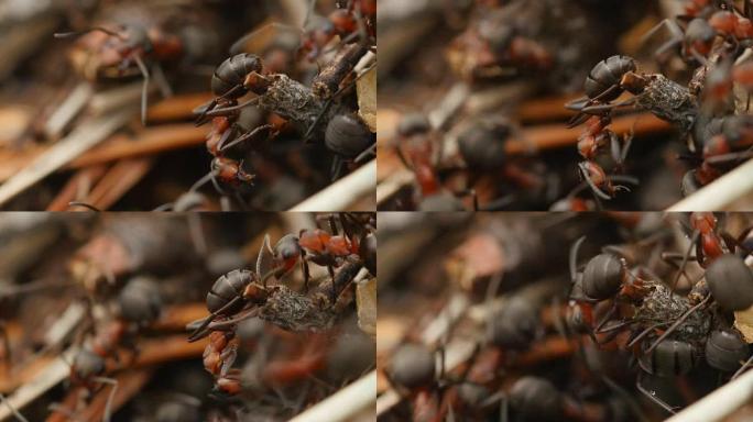 蚂蚁在蚂蚁山工作。
