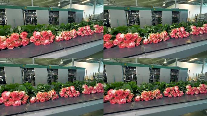 花卉工厂的玫瑰分类。