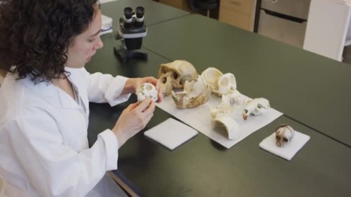 女性人类学家检查骨骼