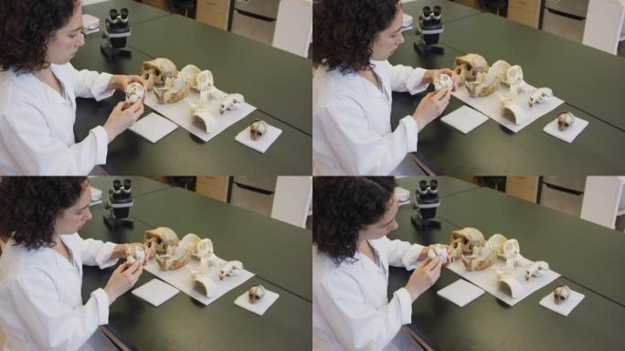 女性人类学家检查骨骼