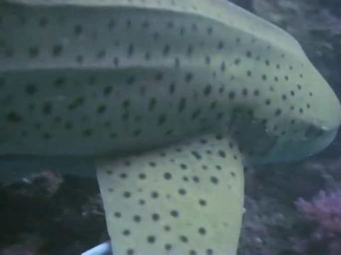 斑马/豹鲨热带鱼群海洋大海野生动物