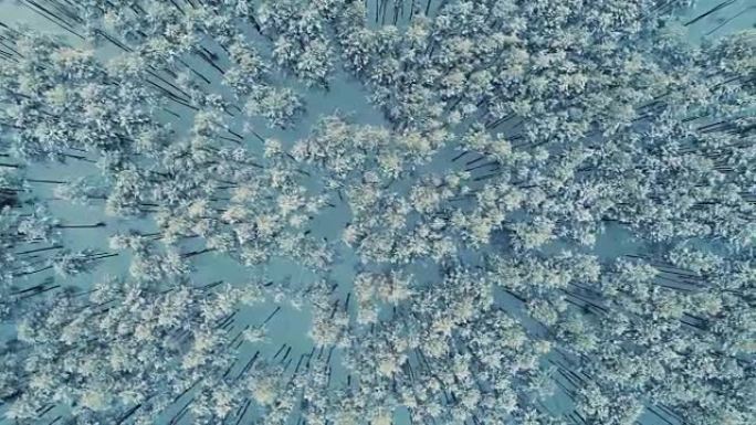 一片深林的俯视图，树木被雪覆盖。4K。