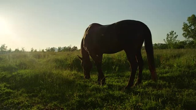 慢动作: 在阳光明媚的草地上放牧的大黑种马