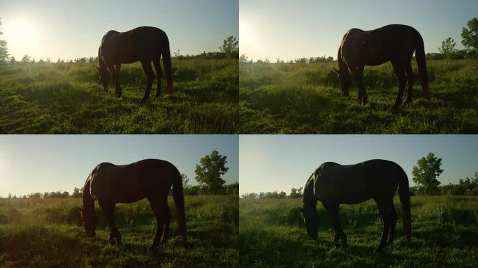 慢动作: 在阳光明媚的草地上放牧的大黑种马