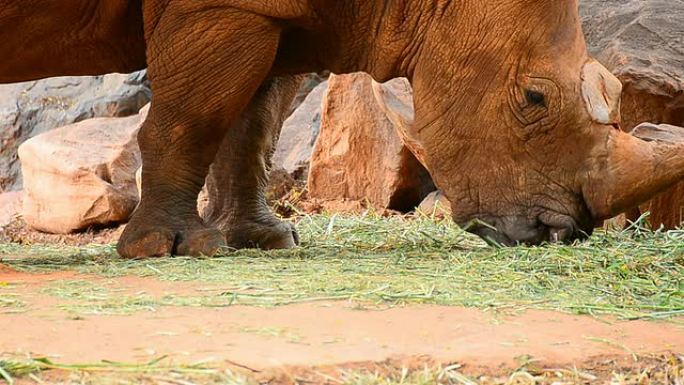 犀牛犀牛角吃草动物园