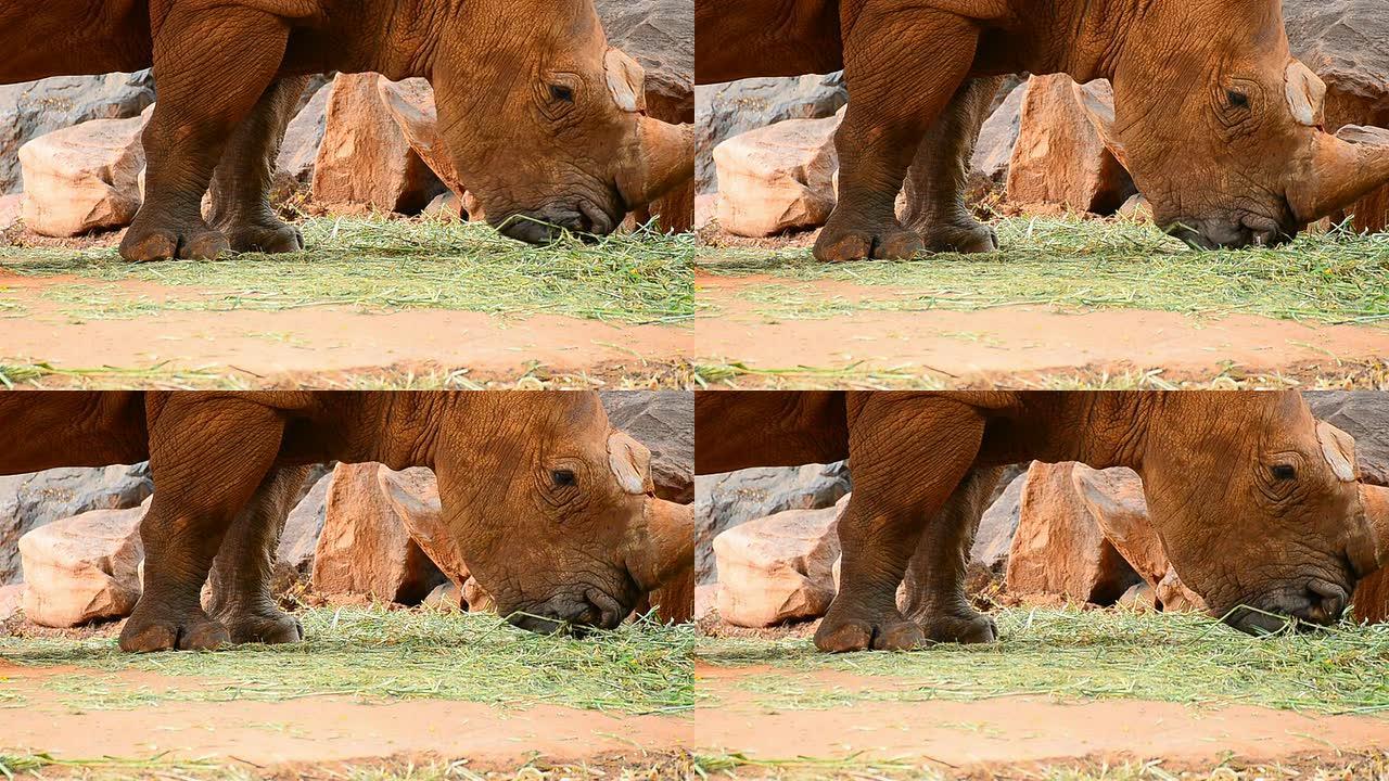 犀牛犀牛角吃草动物园