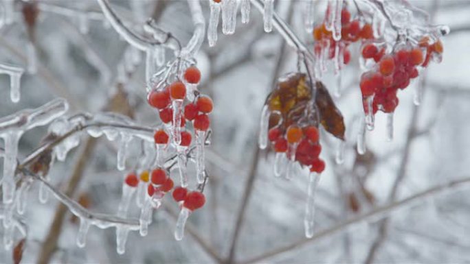 冰中红色浆果的荚果簇