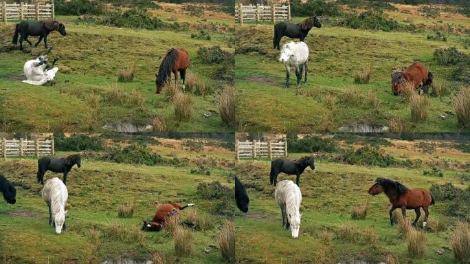 马在草地上摩擦背