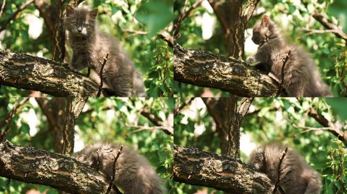 树枝上的小猫