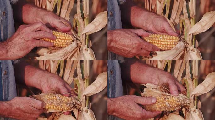4k农民开放并检查健康的玉米芯