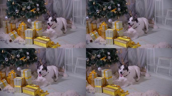 新年树附近可爱的哈士奇狗，守卫圣诞礼物