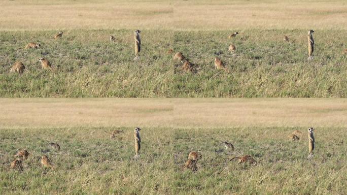 猫鼬担任哨兵，而其他猫鼬则觅食，博茨瓦纳