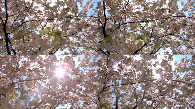 伦敦公园的背光春季樱花