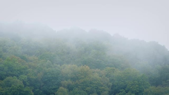 薄雾在森林树顶上移动