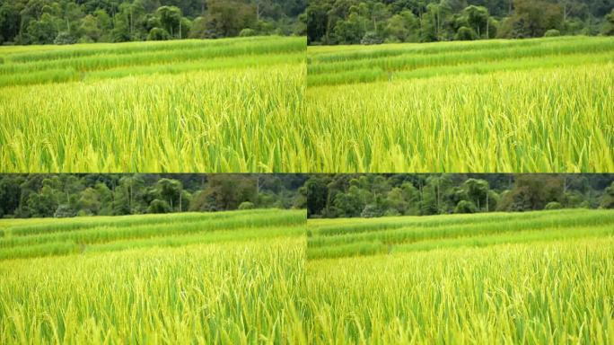 Rice field green grass nature footage background i