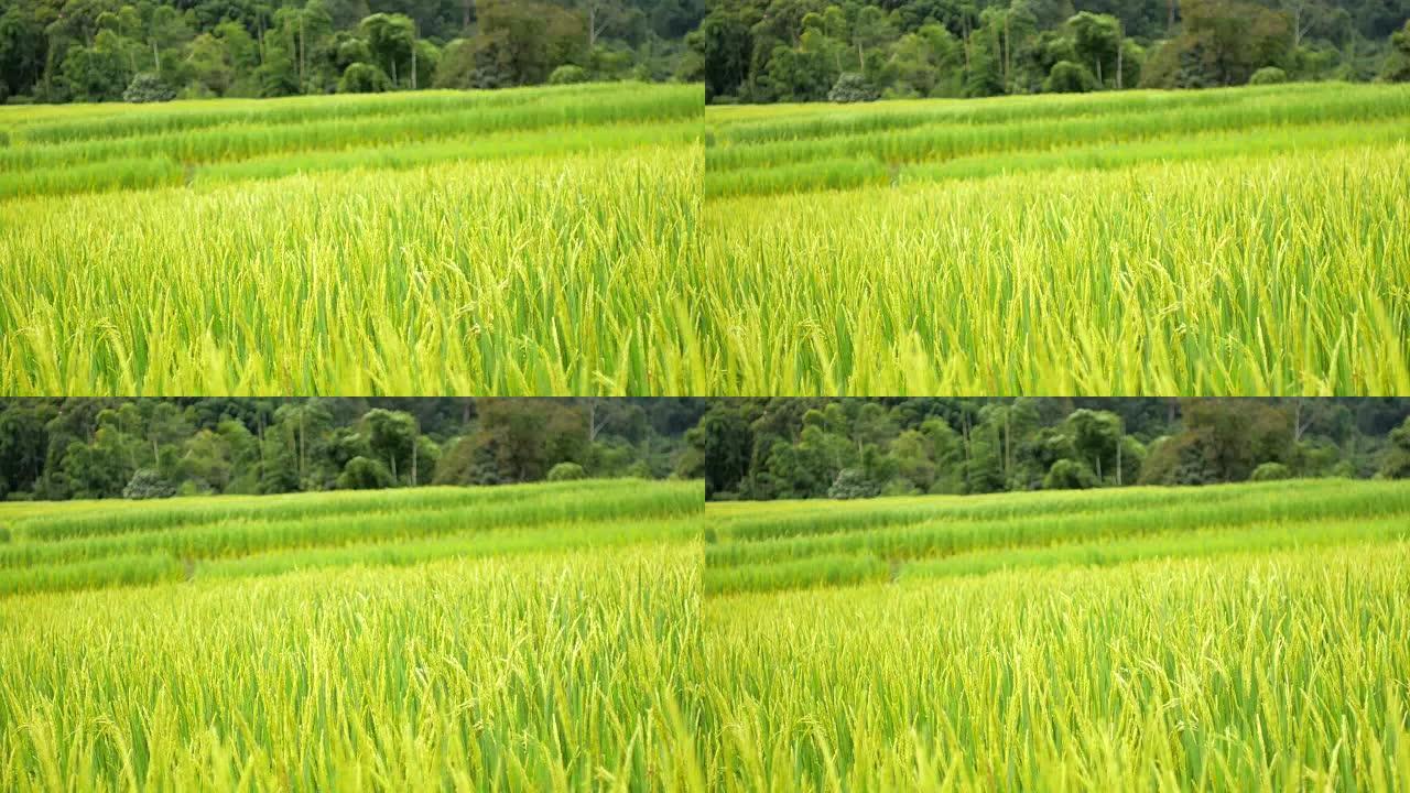 Rice field green grass nature footage background i