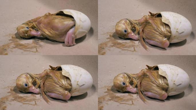 新生小鸭正试图摆脱破碎的蛋壳