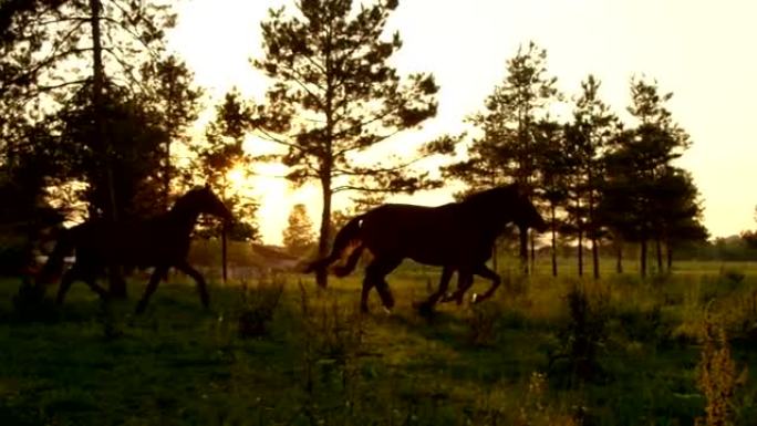 慢动作: 一群年轻的马在金色日落时在草地上奔跑