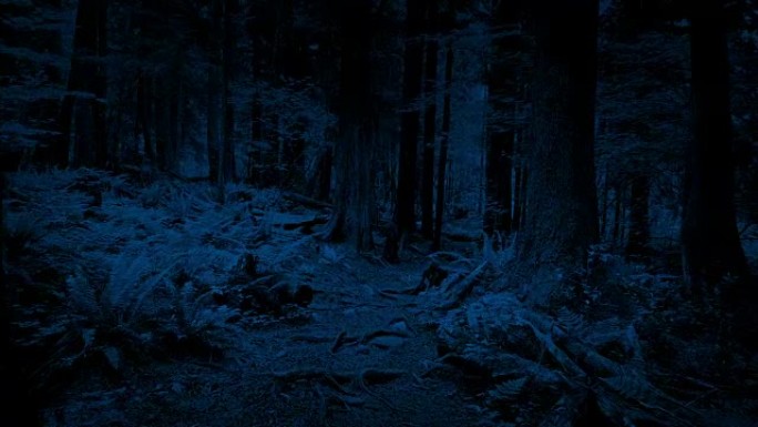 夜间沿着森林小径滑行