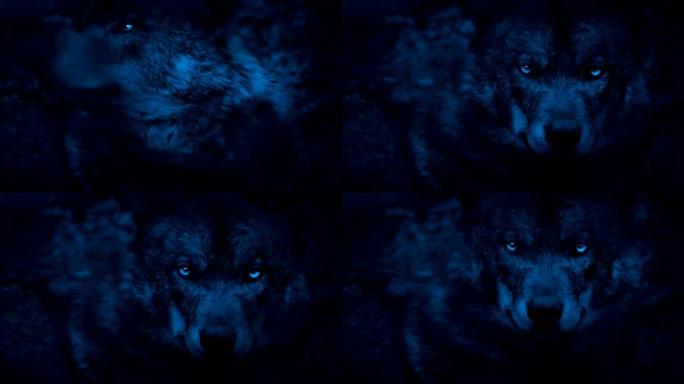 狼在黑暗中以明亮的眼睛环顾四周