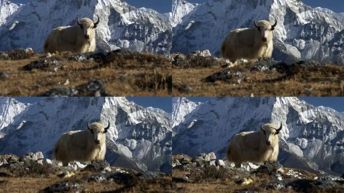 白牦牛和雪山背景。尼泊尔