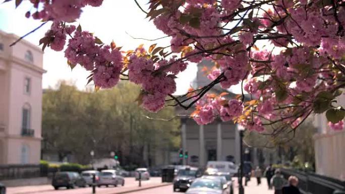 伦敦马里波恩城市街的春天樱花