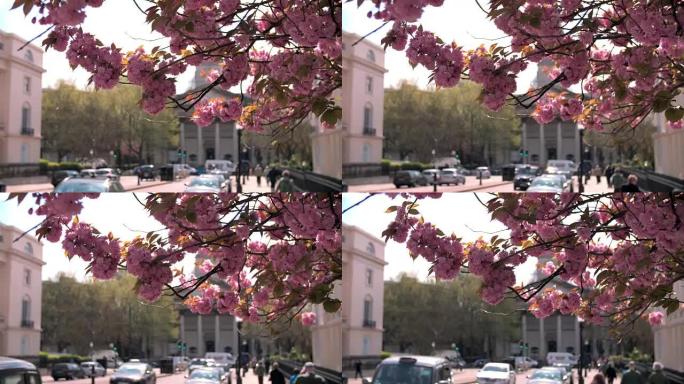 伦敦马里波恩城市街的春天樱花