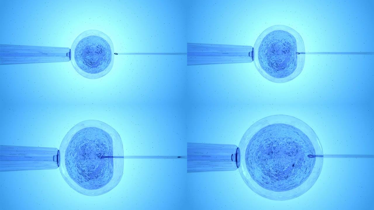 精子受精的蓝色卵