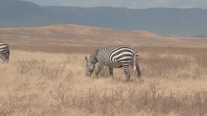 空中: 可爱的斑马在广阔的干旱非洲大草原上以稻草为食