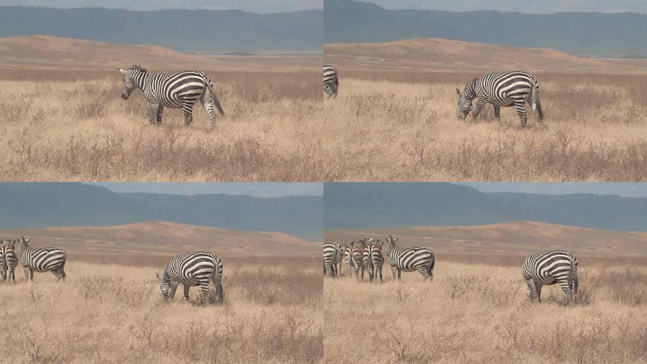 空中: 可爱的斑马在广阔的干旱非洲大草原上以稻草为食
