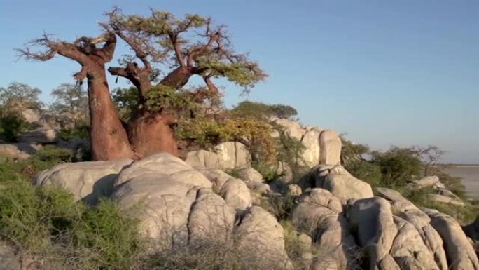 博茨瓦纳Makgadikgadi锅和猴面包树的平移镜头