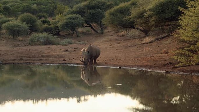 犀牛走向水面