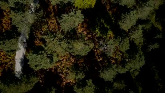 空中: 夏季森林