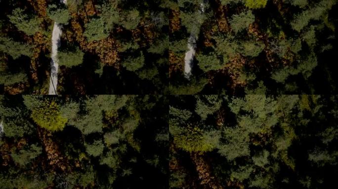 空中: 夏季森林