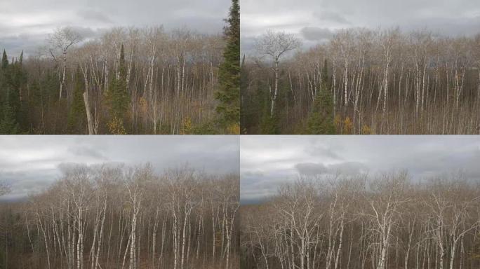 空中: 在无叶的秋天森林中，黑白裸露的桦树冠层