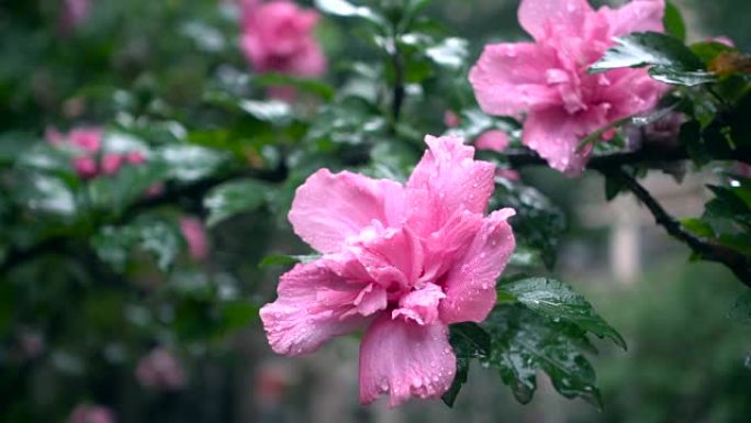 雨中的芙蓉花