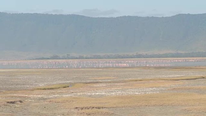 空中: 野生动物园火烈鸟游泳，在马加迪·恩戈隆戈罗湖火山口狩猎鱼