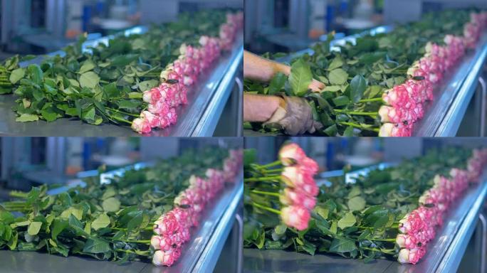 玫瑰被放在工业花卉分选厂的传送带上。